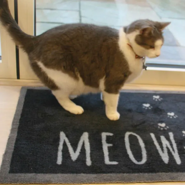 Howler & Scratch MEOW 2 - מחצלת חתולים 50X75, תמונה 2