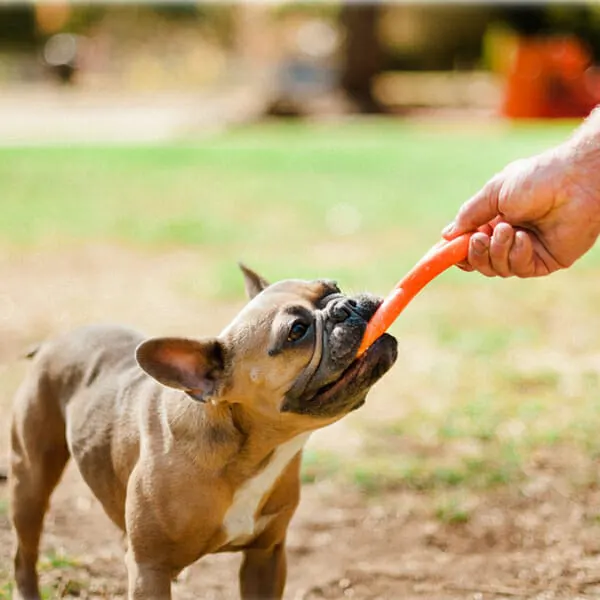 Pet Play - צעצוע משיכה אינפיניטי - ECO Play ZoomieRex FantasTug Infiniti, תמונה 2