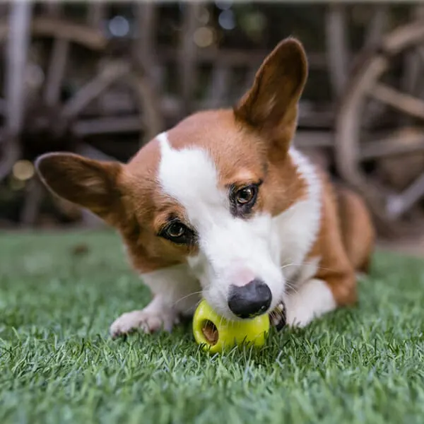 Pet Play - צעצוע כדור קופץ וצף ירוק - ECO Play ZoomieRex IncrediBall Green, תמונה 2