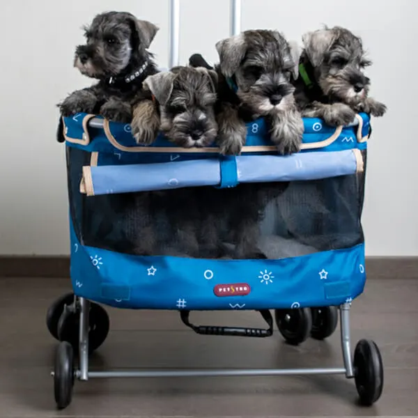 Petstro Mini Buggy- עגלת מיני לכלבים, תמונה 4