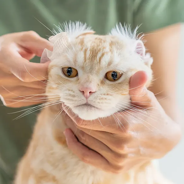 Eye Envy - תמיסת ניקוי אוזניים לכלבים וחתולים Ear Cleaning Solution For Dogs & Cats, תמונה 3