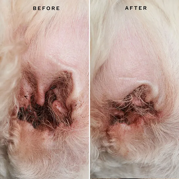 Eye Envy - תמיסת ניקוי אוזניים לכלבים וחתולים Ear Cleaning Solution For Dogs & Cats, תמונה 5