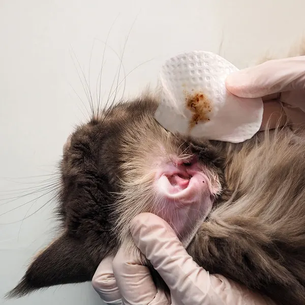 Eye Envy - מגבונים לניקוי אוזניים לחתולים Fresh Ear Cleaning Wipes for Cats, תמונה 3