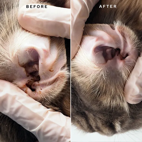 Eye Envy - מגבונים לניקוי אוזניים לחתולים Fresh Ear Cleaning Wipes for Cats, תמונה 4