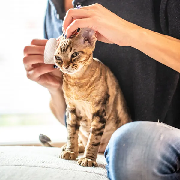Eye Envy - מגבונים לניקוי אוזניים לחתולים Fresh Ear Cleaning Wipes for Cats, תמונה 5
