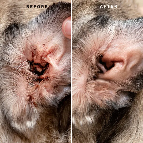 Eye Envy - מגבונים לניקוי אוזניים לכלבים Fresh Ear Cleaning Wipes for Dogs, תמונה 4
