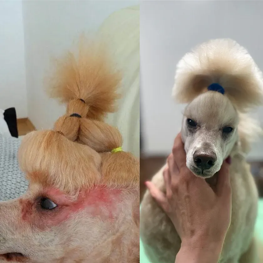 Doglyness - משחה להקלה על העור 100 מ"ל | התחדשות עור מקיפה Skin Relief Oitment 100ml | All Around Skin Regeneration, תמונה 4