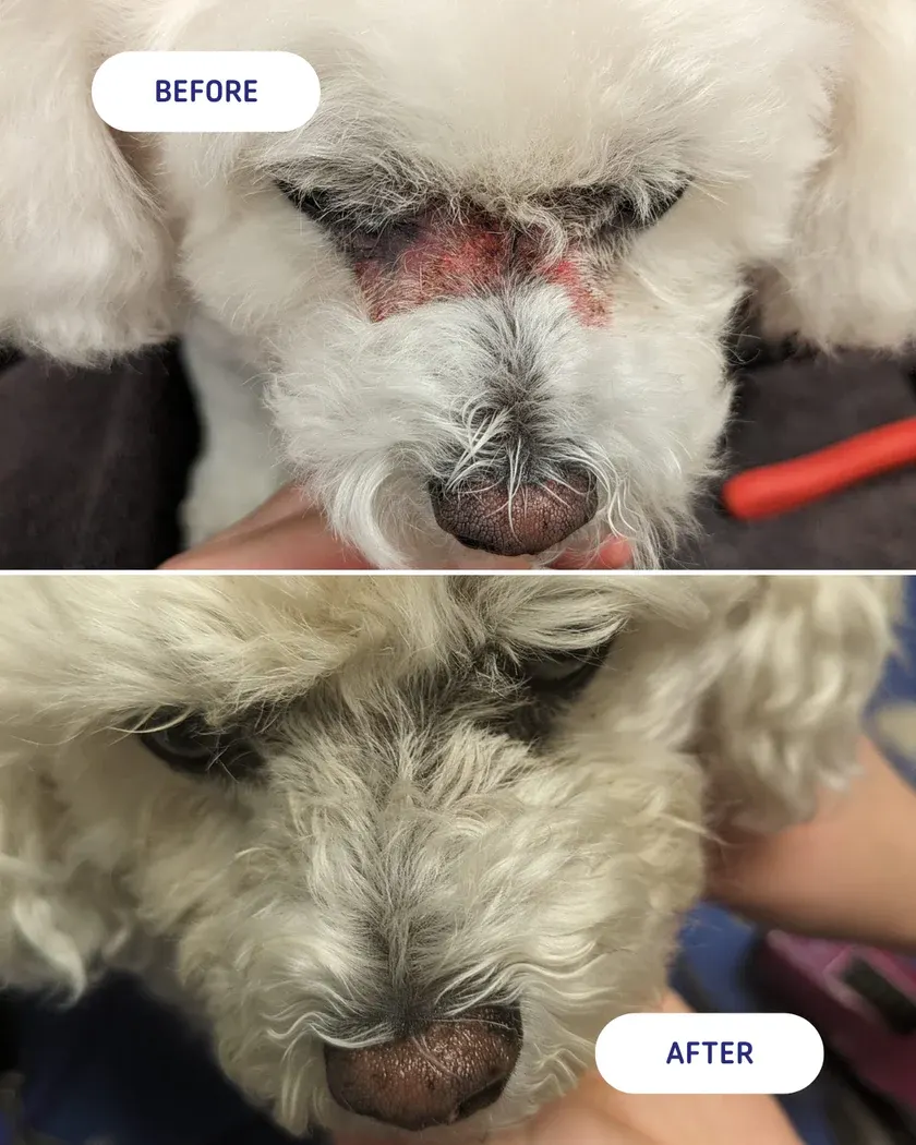 Doglyness - משחה להקלה על העור 100 מ"ל | התחדשות עור מקיפה Skin Relief Oitment 100ml | All Around Skin Regeneration, תמונה 3