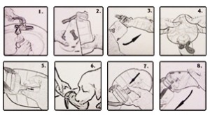 Lixit-Thirsty-Dog-Instructions